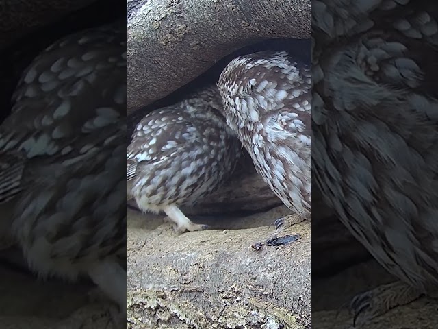 These little owls are nest-hunting