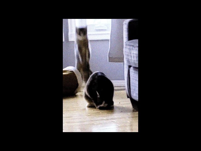 Cute and Funny Cat Videos: The Cutest and Funniest Cats Ever #short #shorts