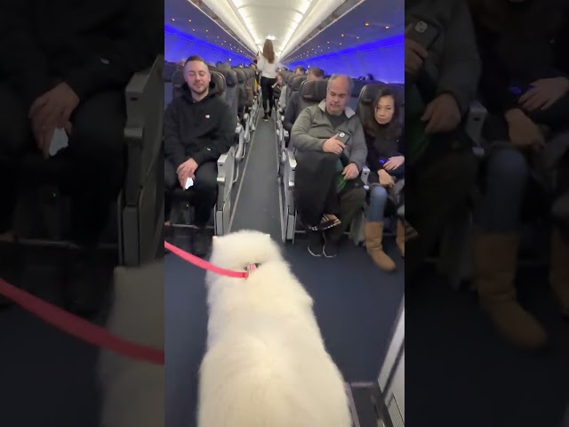 Samoyed Dog Makes Friends on a Plane While Travelling with Owner