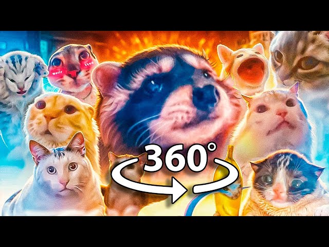 360° VR Pedro Pedro Pedro but Meme Cats Sing It