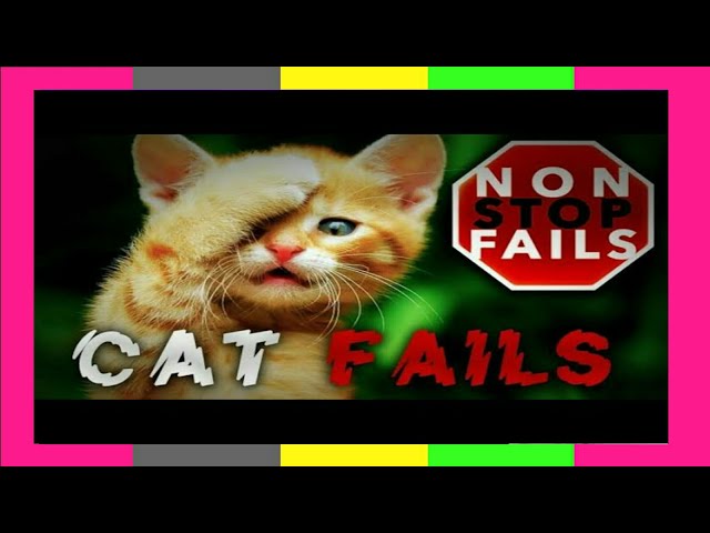 Try Not To Laugh Challenge - cat fails | funny cat videos | funniest cats