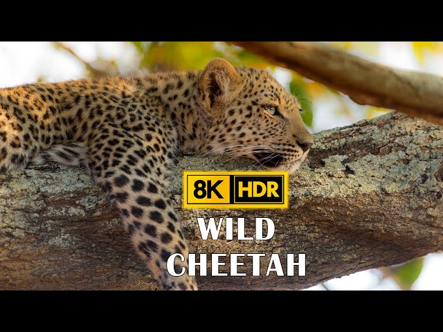 Savanna Cheetah in 8K ULTRA HDR - African Wild Animals and Calming Music