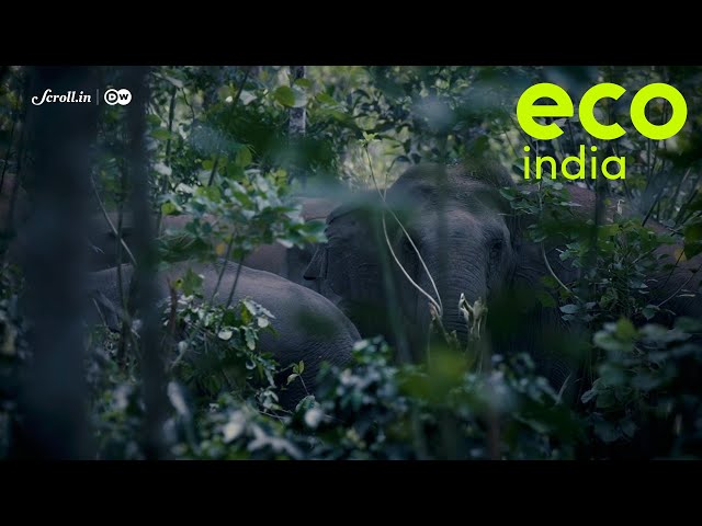 Eco India: At the epicentre of human-elephant conflict in Karnataka, mobile alerts are saving lives