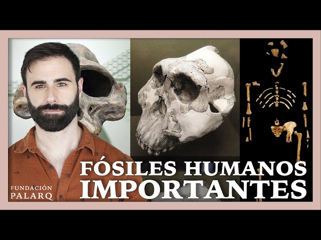 Principales fósiles de la Paleontología Humana