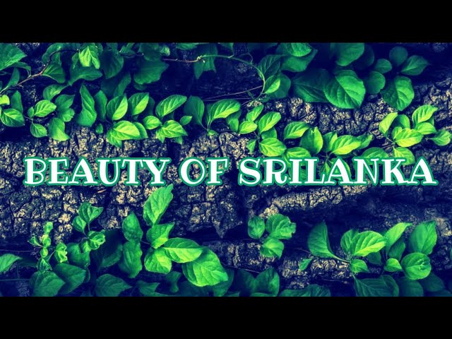 BEAUTY OF SRI LANKA | TRAVEL WITH NATURE RELAXING | MALDIVES ISLAND LIFE VLOG 12