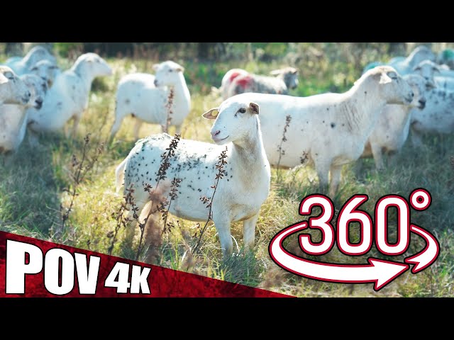 360° Farm Tour | Raising Sheep on Pasture