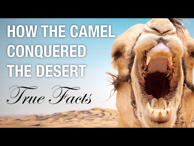 True Facts: How Camels Conquered the Desert