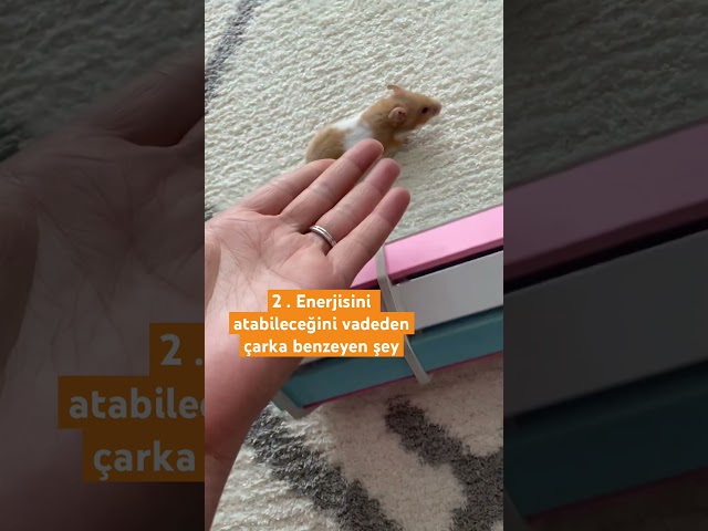 Hamster’ıma hevesle alıp hayal kırıklığına uğradğım ürünler😢 #hamsterwheel #hamsters #shortyoutube