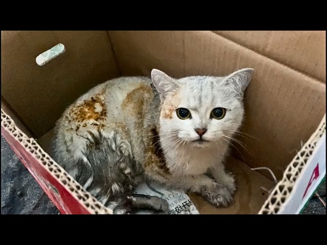 Injured cat slumped on the sidewalk, quietly crying, while passersby ignore it and offer no help.💔