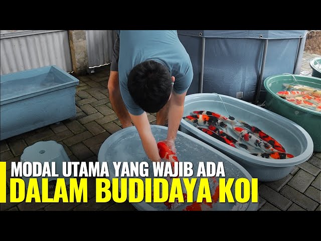 INILAH MODAL UTAMA YANG WAJIB DIKETAHUI PARA PEMBISNIS IKAN KOI!