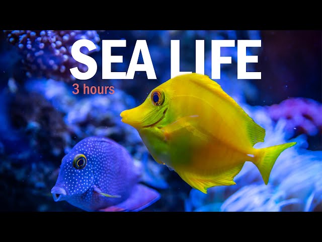 3 Hours of Beautiful Sea Life with Ambient Piano Music | LOFI NATURE