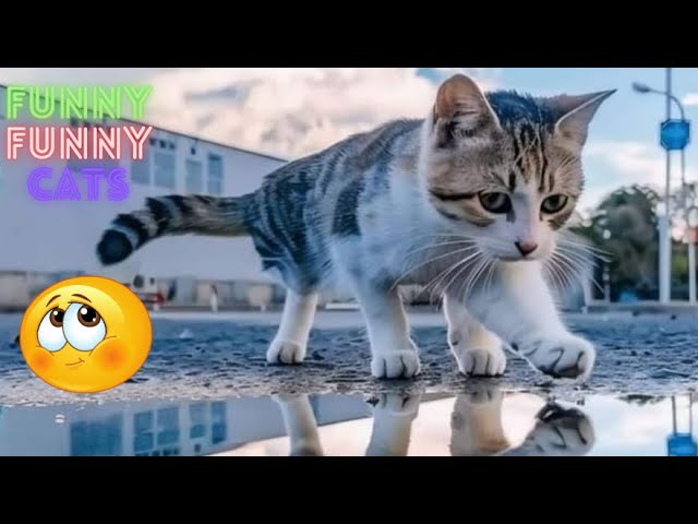 Funny Cat Videos Try Not To  Laugh 😺 Cat Funny Videos 😹 Funny Cat Videos On Youtube 😂  Part 107