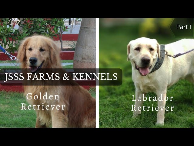 Every Dog Breed Explained (Part 1)| JSSS Farms & Kennels 

#labrador vs german shepherd