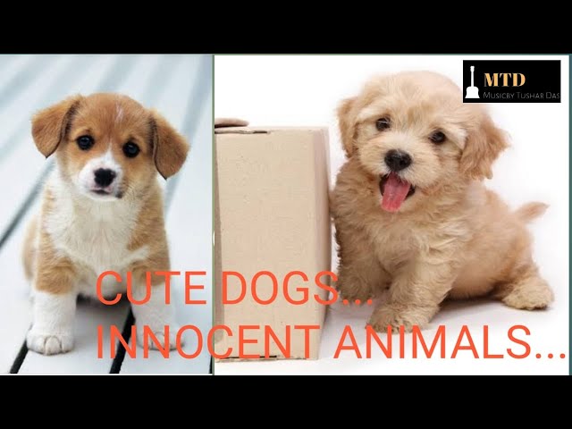 Dogs Videos | Cute Dogs | Cute dogs and puppies doing funny things | Dogs compilation