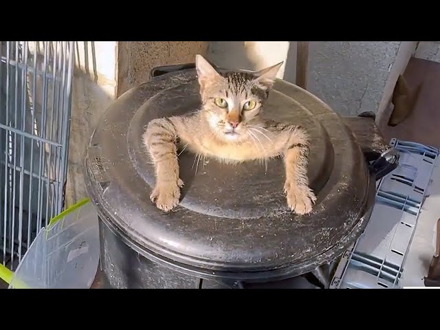 Funny ANIMALS videos 😂 Funniest CATS 😺 DOGS 🐶 HORSES 🐴