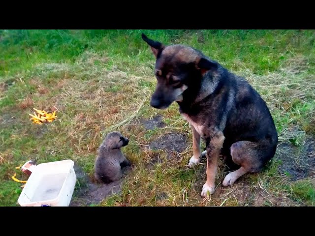 "I'm so hurt, Mom" the puppy cried desperately to his mother and she collapsed