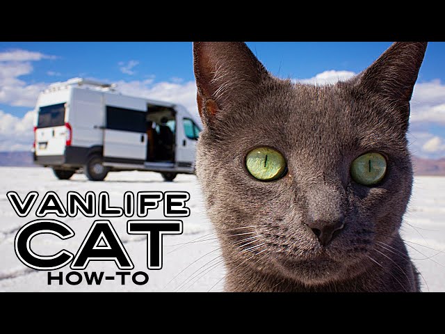 GRAHAM THE VAN CAT has been to 10 countries and hikes with no leash! #vanlife #vancat