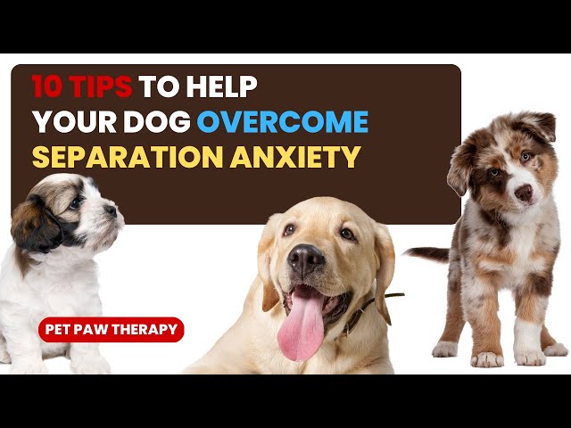 "10 Tips to Help Your Dog Overcome Separation Anxiety" | PetPawTherapy