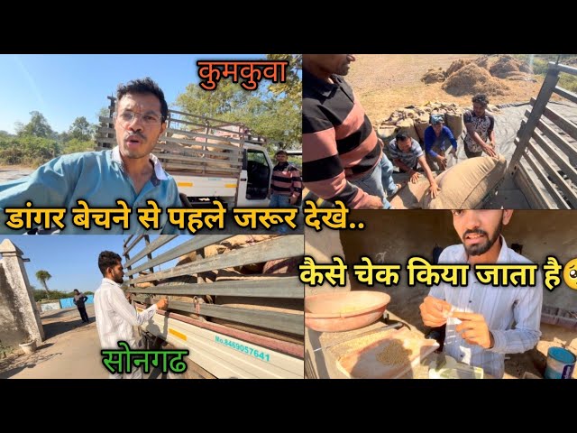 डांगर को मार्केट में बेचा #rahulgamitvlogs#kumkuva#songadh#tapi#vyara#doswada#ukai#farmer#gehu#vlog