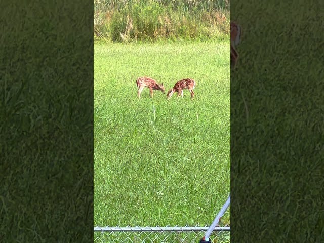 Deer grazing in Kentucky Backyard.