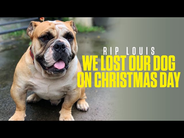 A TRIBUTE TO LOUIS | WE LOST OUR PRECIOUS DOG