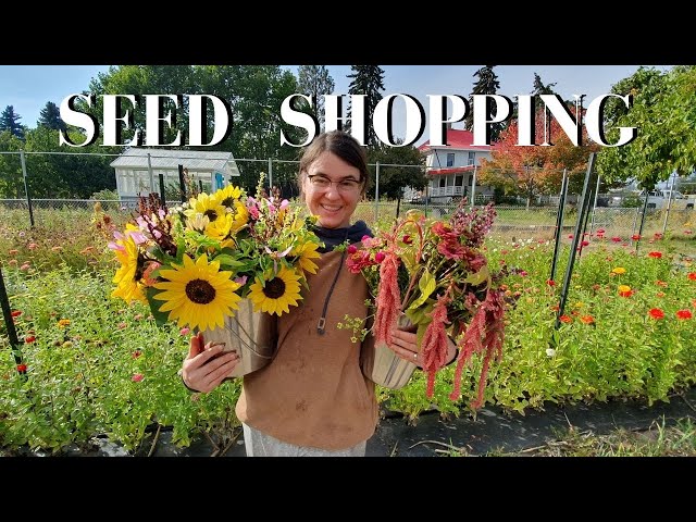 My New Favorite Sunflower Seed Shop | Sunflower Selections