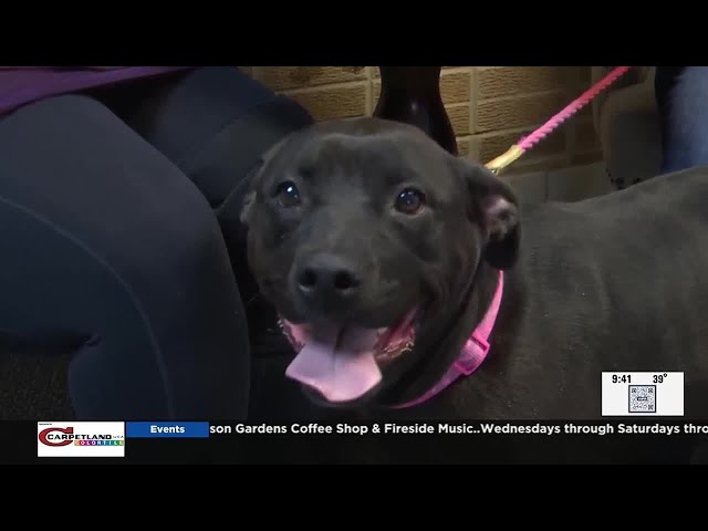 Pet of the Week:  Bailey