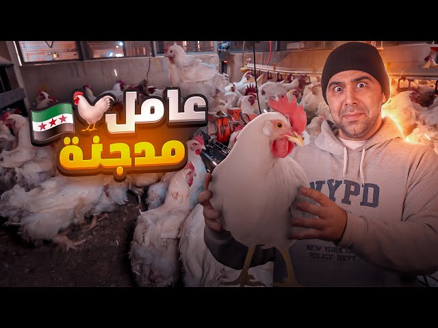 عامل بمدجنة ومسلخ لأسبوع كامل 🐔🐣 من البيضة للفرخة ‼️😱