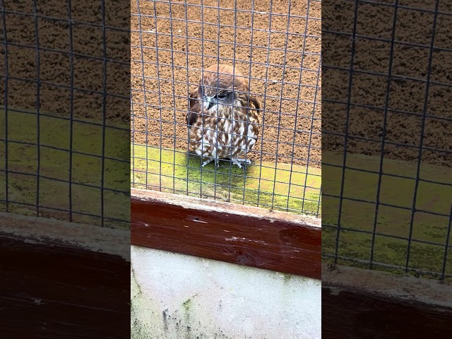 Cuteness Overload! But OMG That Cute HOOT! #BoobookOwl #owls #birdwatcher