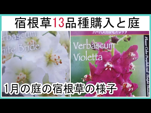 【ガーデニングvlog】購入した宿根草13品種紹介｜植えっぱなしで毎年咲く宿根草｜1月の庭の宿根草など25品種の様子｜ナチュラルガーデン｜