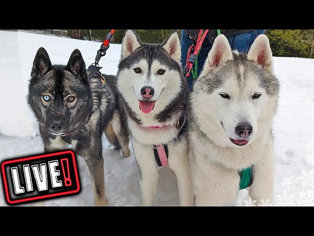 Husky Hangout LIVE 🔴 LIVE Q & A With our Siberian Huskies!