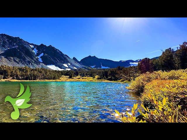 Soothing 10k Mountain Frog Lake & Calm Birds Sounds, Nature Sounds, Study Sounds, Sleep Sound