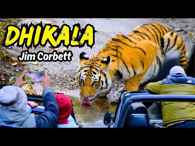 3 Time Tiger Sighting | Most Beautiful Forest of Jim Corbett | Dhikala | Jim Corbett Safari