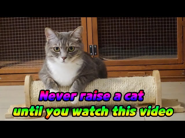 Would you like to have a cat? Watch this video first.😻😊😊