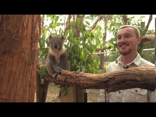 Bushfire Survivors | Phillip Island Nature Parks