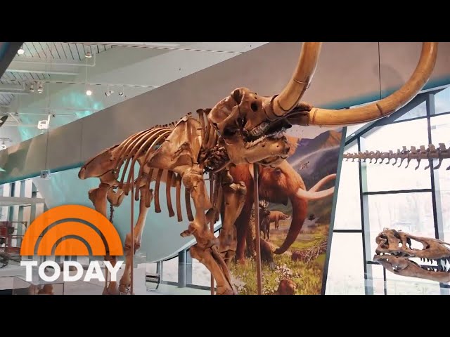 See the new immersive Cleveland Museum of Natural History