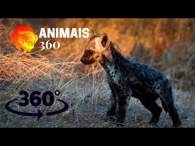 Filhotes de Hiena Malhadas Brincando - Animais 360