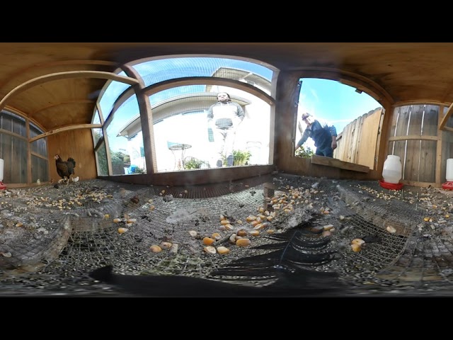 360 1080p 60 fps VR Video 'Inside the chicken coop'