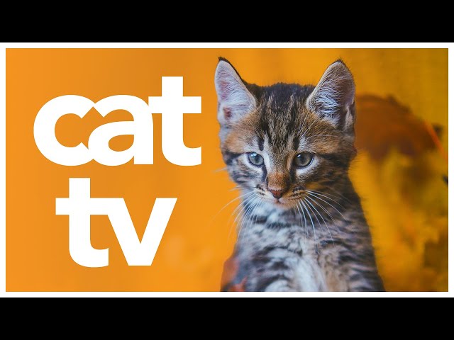 Relax My Cat TV: Outdoor Adventure Video for Cats to Watch | Bird Watching and Nature Video for Cats