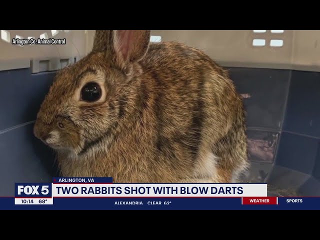 Arlington rabbit shot with blow dart recovering, search for shooter underway | FOX 5 DC