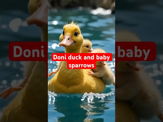 Doni duck and baby sparrows #shorts  #kidsstory #viralshorts  #hindistories #hindikahanian