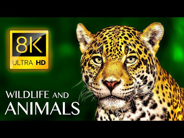 Amazing Nature Ultra HD Forest Cheetah 8K video