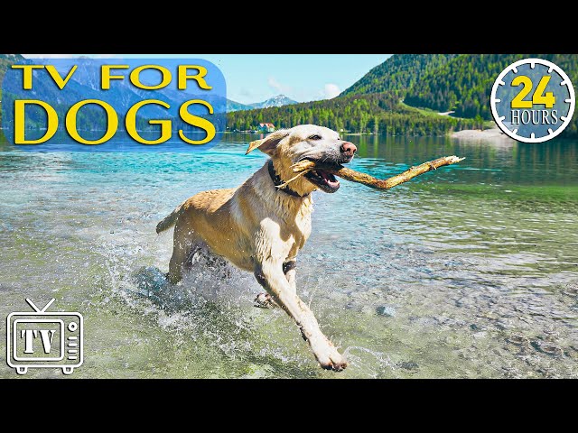 24 Hours Anti Anxiety with Music for Dogs: Dog TV & Fast-Boredom Busting Videos for Dogs with Music