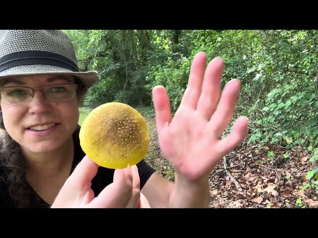 Yellow blusher mushroom, Amanita flavorubens: North Carolina wild mushrooms in July