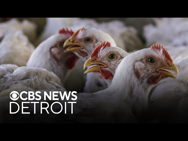 100,000 eggs stolen as bird flu persists