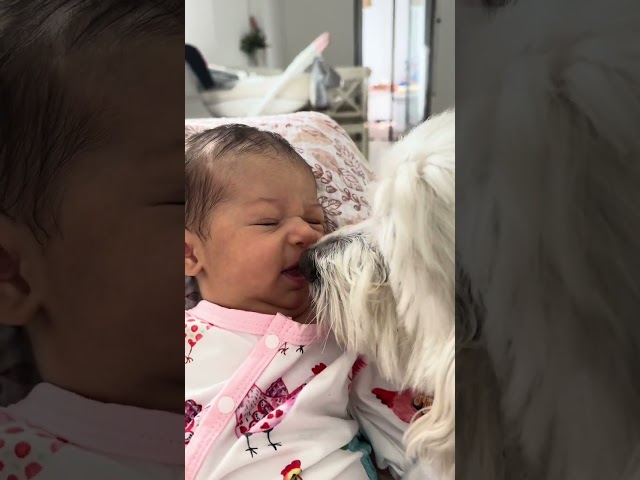 Adorable Bond Between Baby and Dog Unfolds