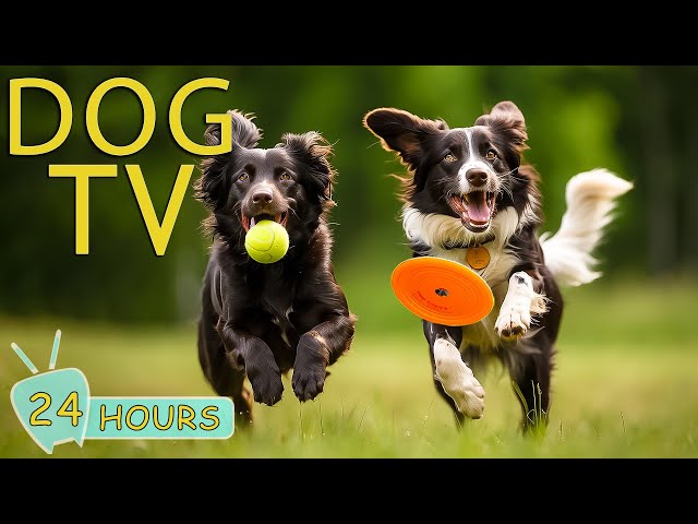 DOG TV: Video Keep Your Dogs Entertain for Hours While You’re Away - Best Anti-Anxiety Music for Dog