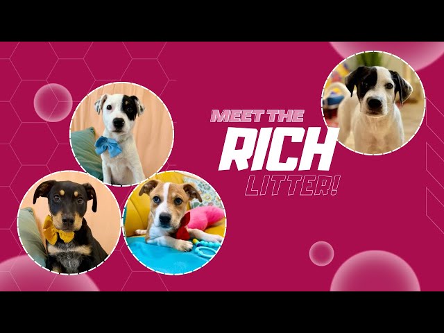 You’ll get a RICH reward of love and happiness with a sweet pup from the Rich litter!💰