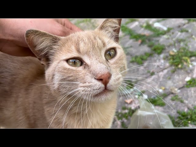 Cat lovers feed stray cats on the street. The female cat is gentle and sticks to me all the time.