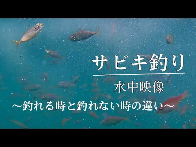 サビキ釣り 水中動画　アジ・サバ・ショゴ　　〜なぜ釣れないかが必ず分かる〜